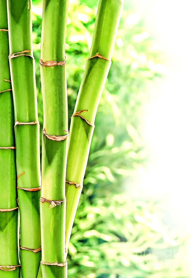 bamboo shoots plant
