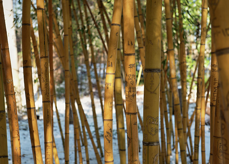 Bamboo Stories Photograph