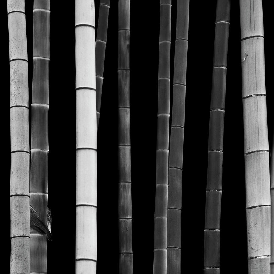 Bamboo, Study I Photograph by Stefano Orazzini
