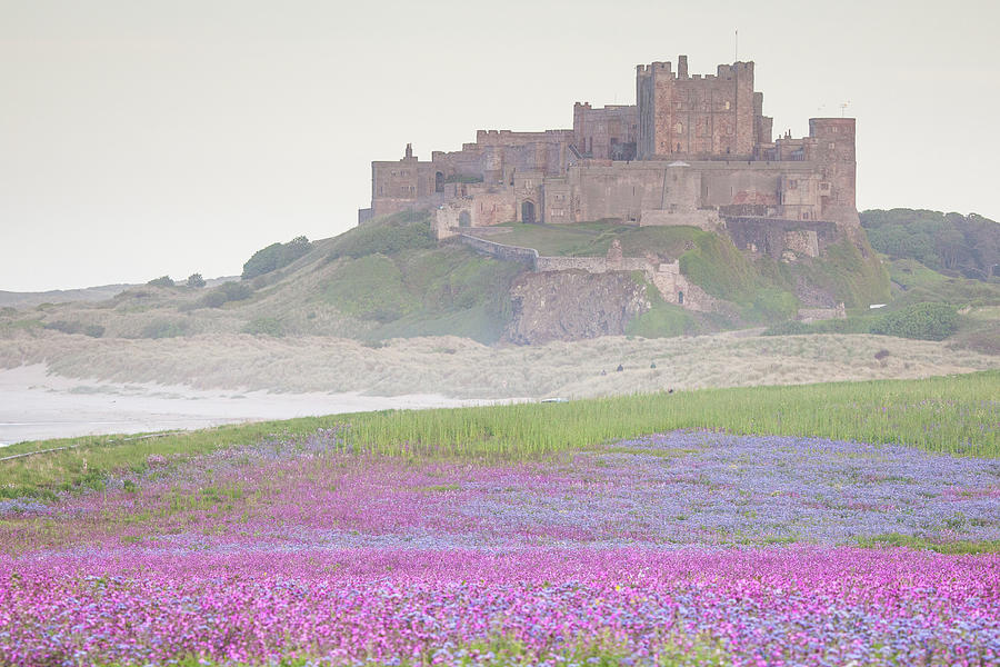 Bamburgh Castle with wild flower meadow Photograph by Anita Nicholson