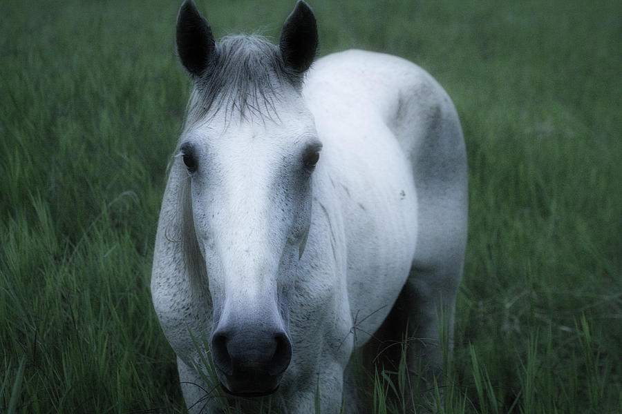 Bambusa Horse - Colombia Photograph by Gene Taylor