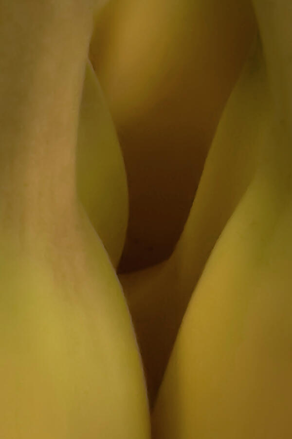 Banana Abstract Photograph by Mary Lee Dereske