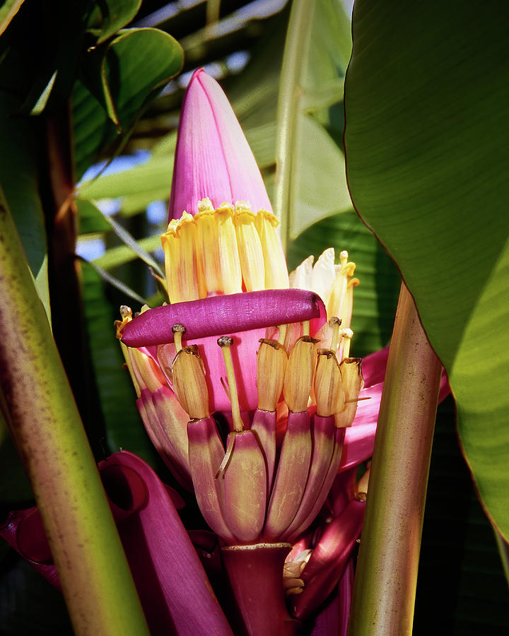 Banana Bloom Photograph