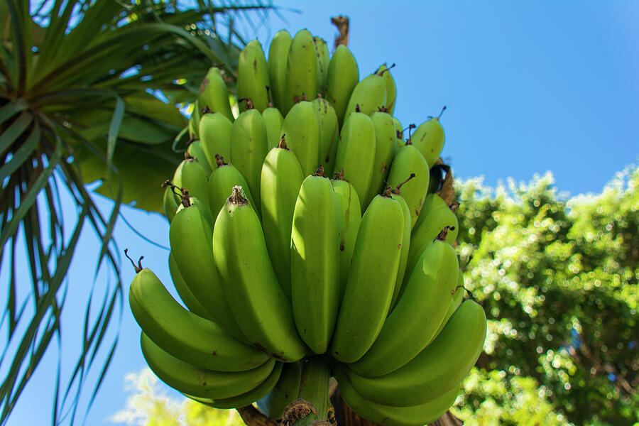 Nature Photograph - Banana bunch close up against blue sky by Brigitta Diaz