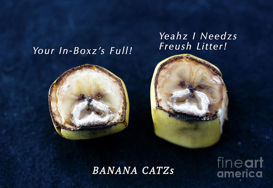 Banana Catzs 2 Digital Art