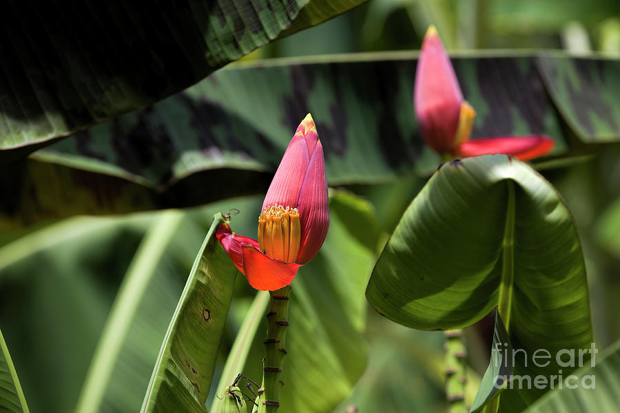 Banana Flower Buds Photograph by Felix Lai