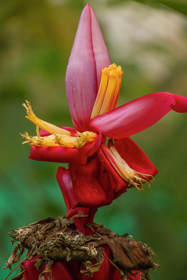 Banana Flower, Inflorescence.  Photograph by Venetia Featherstone-Witty