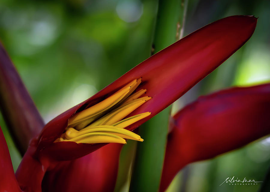 Banana flower Photograph by Silvia Marcoschamer