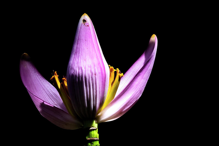 Banana Flower Spring Time Photograph by Ramabhadran Thirupattur