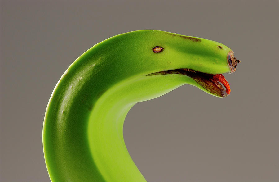 Banana Green Snake Photograph by Cacio Murilo De Vasconcelos