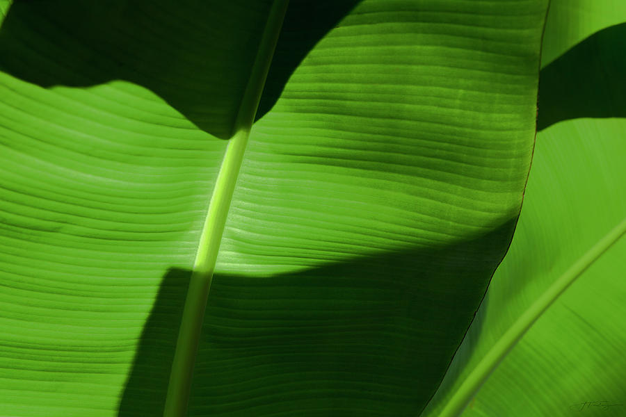 Banana Leaf Abstract 2 Photograph by Janine Tinley