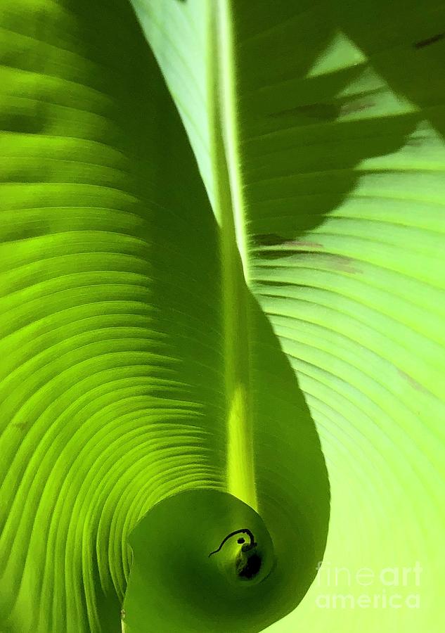 Banana Leaf I Photograph by Flavia Westerwelle