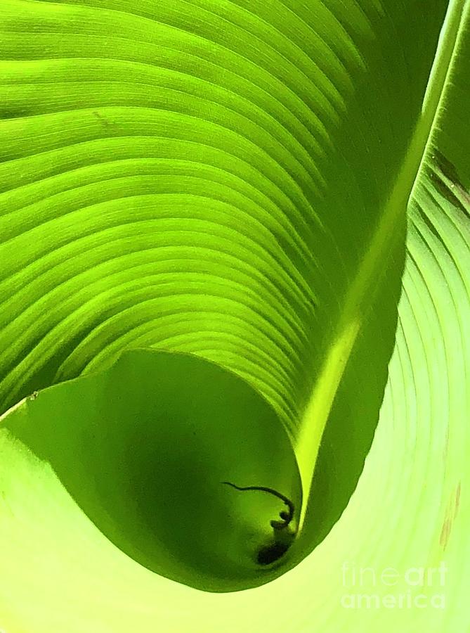 Banana Leaf II Photograph by Flavia Westerwelle