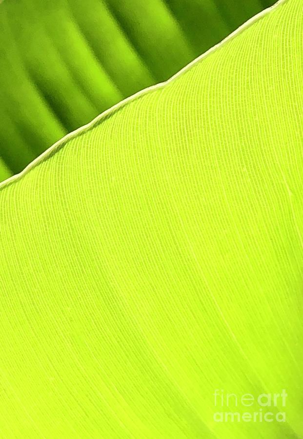Banana Leaf III Photograph by Flavia Westerwelle