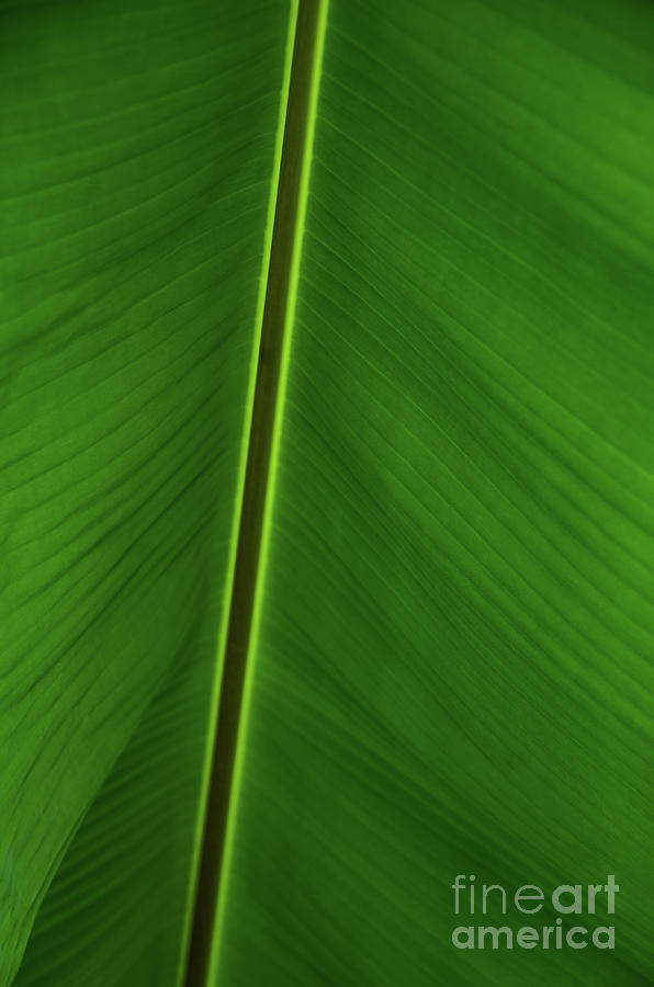 Banana Leaf Photograph by Kelly Wade
