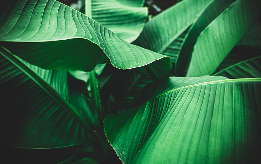 Banana leaves are green nature. Photograph by Wilatlak Villette