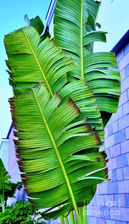 Banana Leaves in Color Photograph by Craig Wood