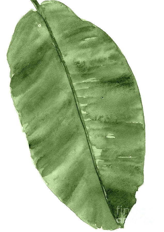Banana Palm Leaf Painting, Minimalist Poster, Green Leaves Wall Art, Palm Leaf Watercolor Painting by Joanna Szmerdt