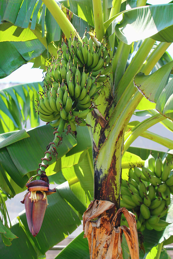 Banana Plant And Flower Photograph by HH Photography of Florida - Fine ...