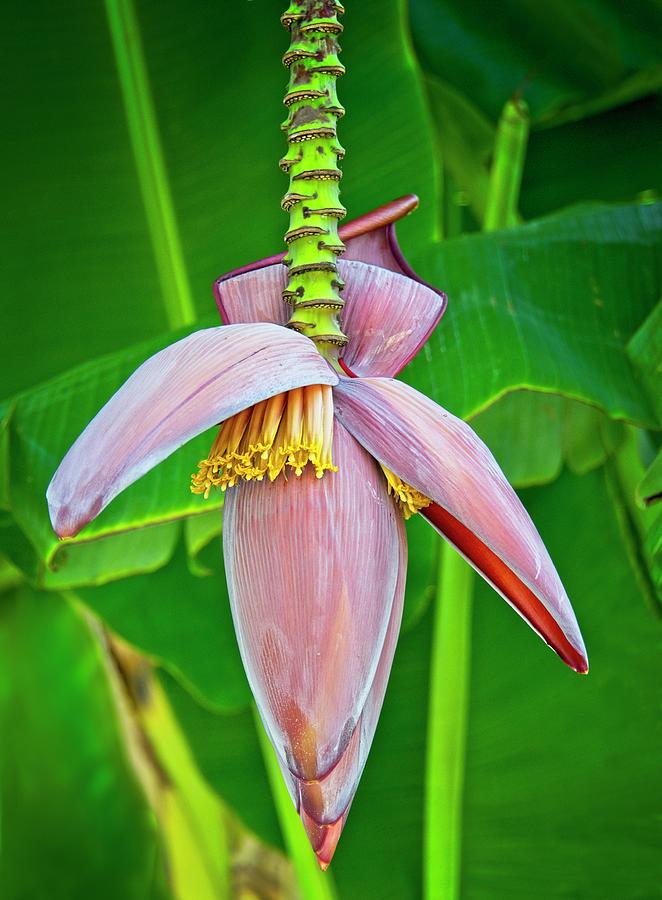 Banana Plant Photograph by Carolyn Marshall