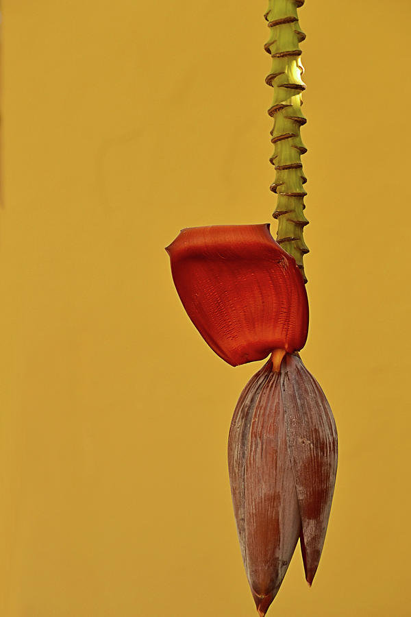 Banana Plant Flower Photograph by Nadalyn Larsen