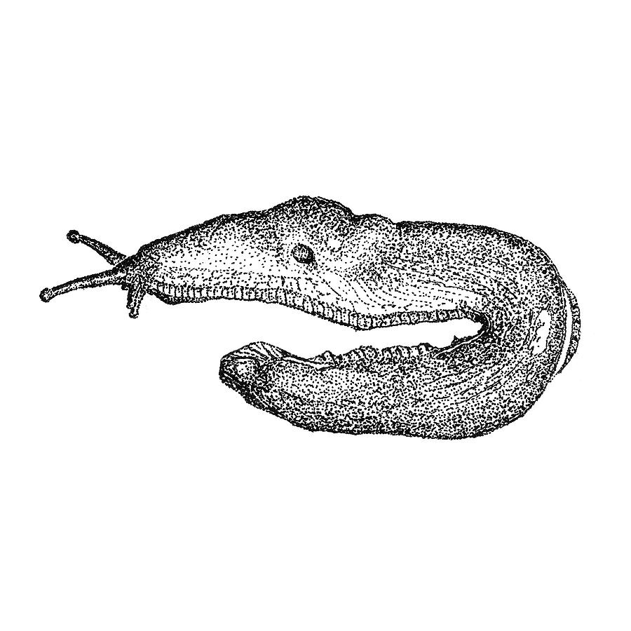 Pen Drawing - Banana Slug by James Aceino