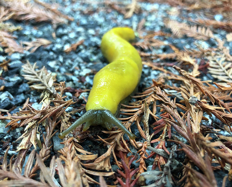 Banana Slug Photograph by Sierra Vance - Fine Art America