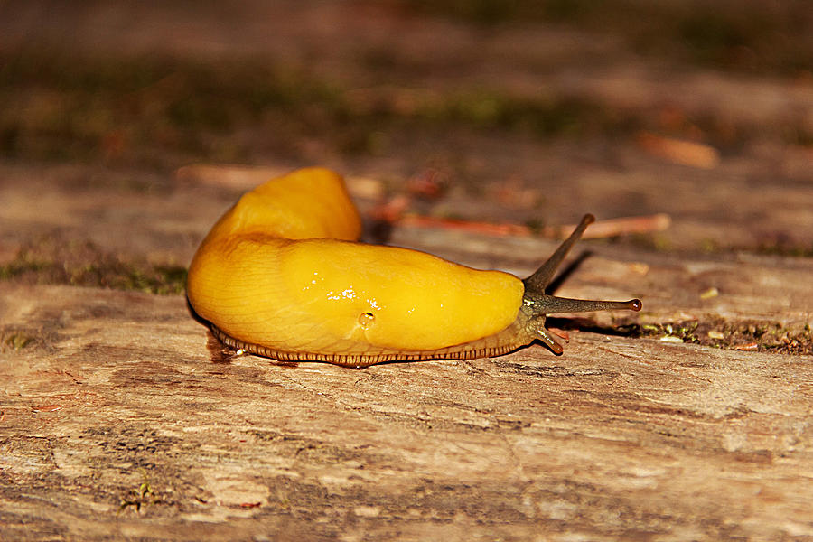 Banana Slug Photograph by Wedwards98