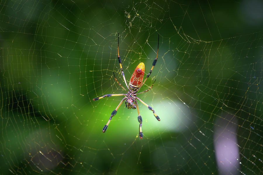 Banana Spider Feasts Photograph by Mark Andrew Thomas