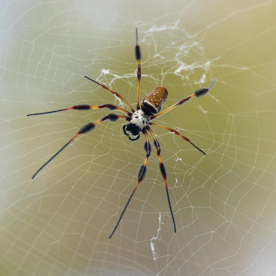 Banana Spider Photograph by Michael Dyer - Fine Art America