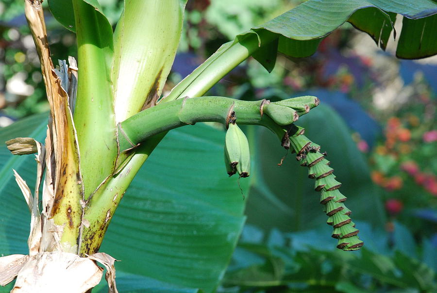 Banana Tree Photograph