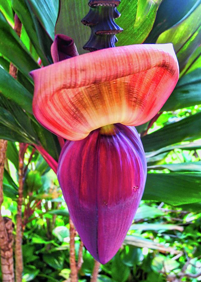 Banana Tree Flower Photograph by Kirsten Giving