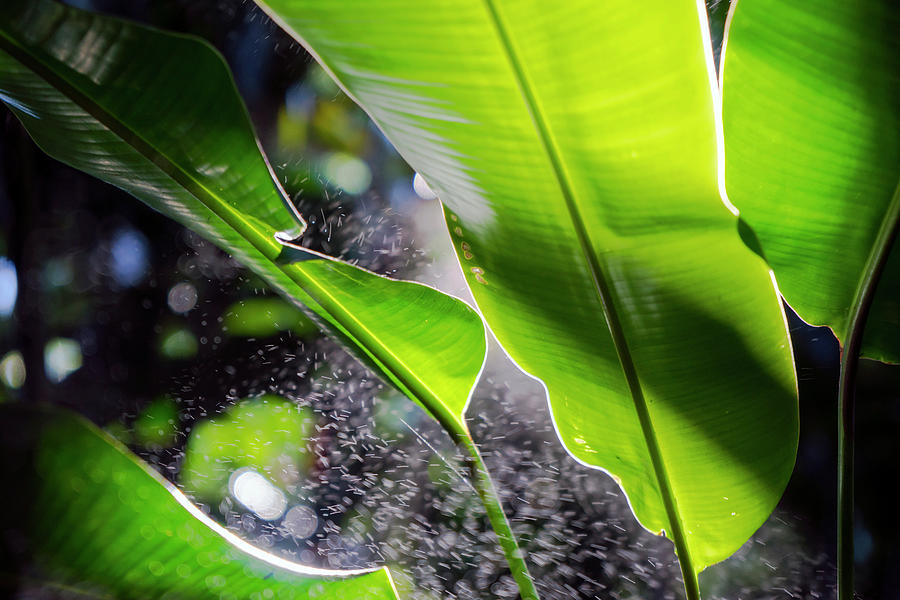 Banana Tree Leaves Photograph by Christopher Johnson
