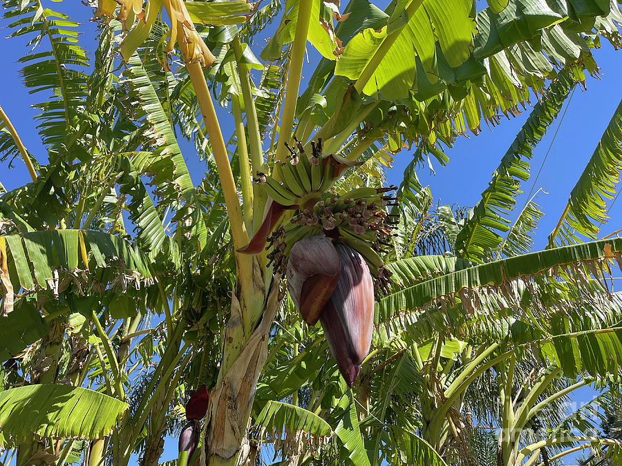 Banana Tree Photograph by Nina Prommer