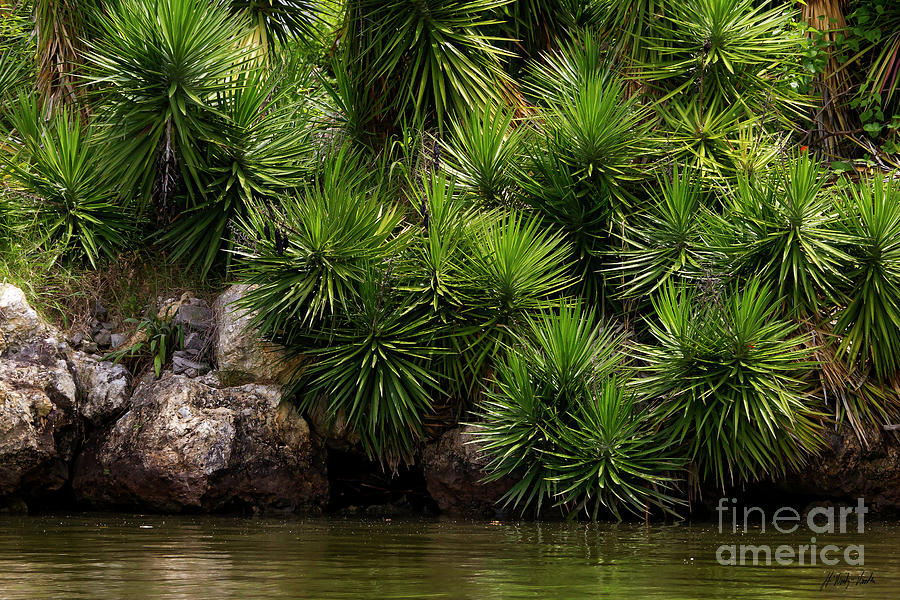 Banana YuccaSigned0529 Photograph by J L Woody Wooden Fine Art America