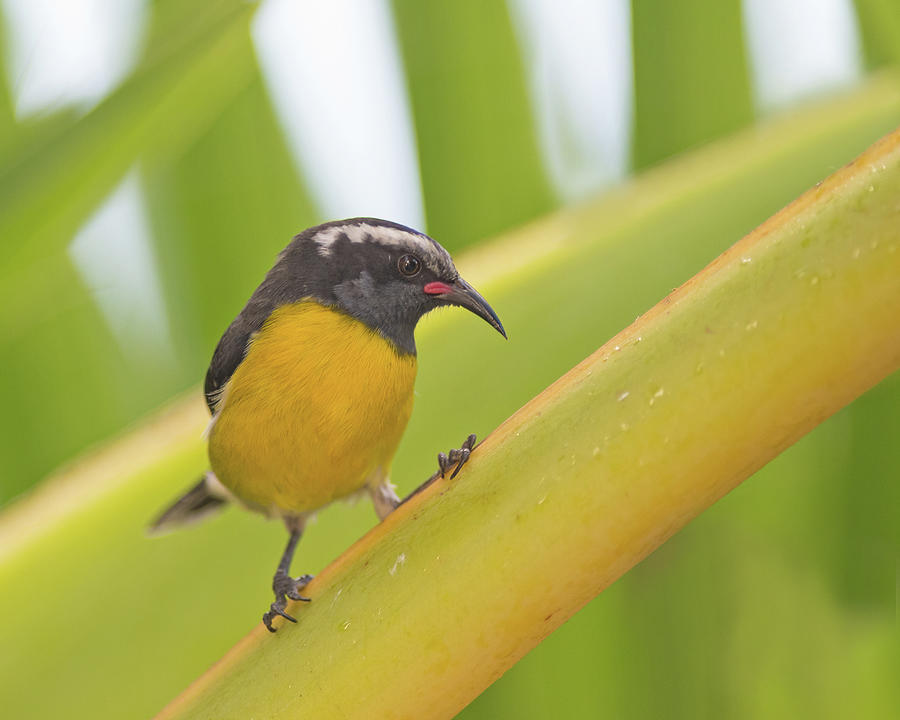 Bananaquit Photograph by CR Courson