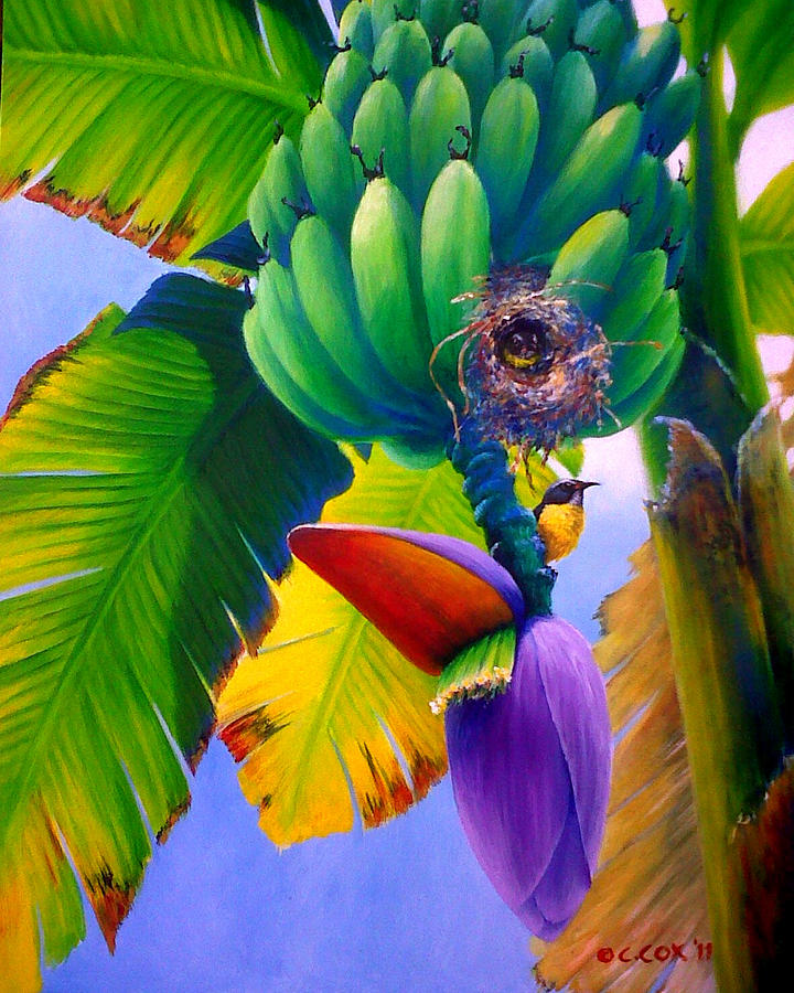 Bananaquit in banana tree Painting by Christopher Cox