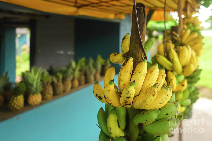 Bananas hanging on a sale tropical post Photograph by Jose Rey