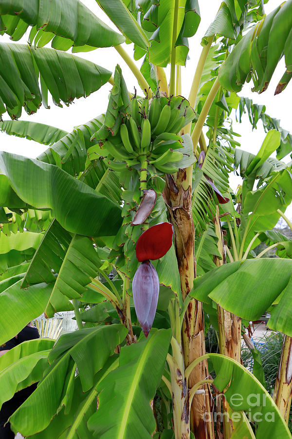 Bananas On A Tree Photograph by Nina Prommer
