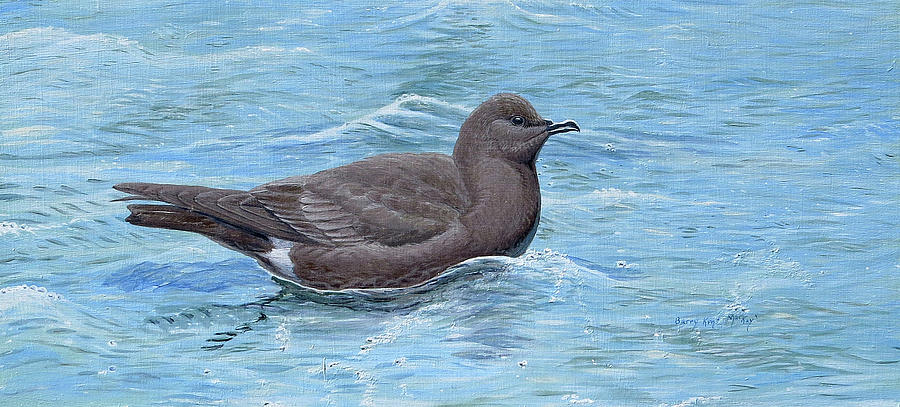 Band-rumped Storm-Petrel Swimming Painting by Barry Kent MacKay