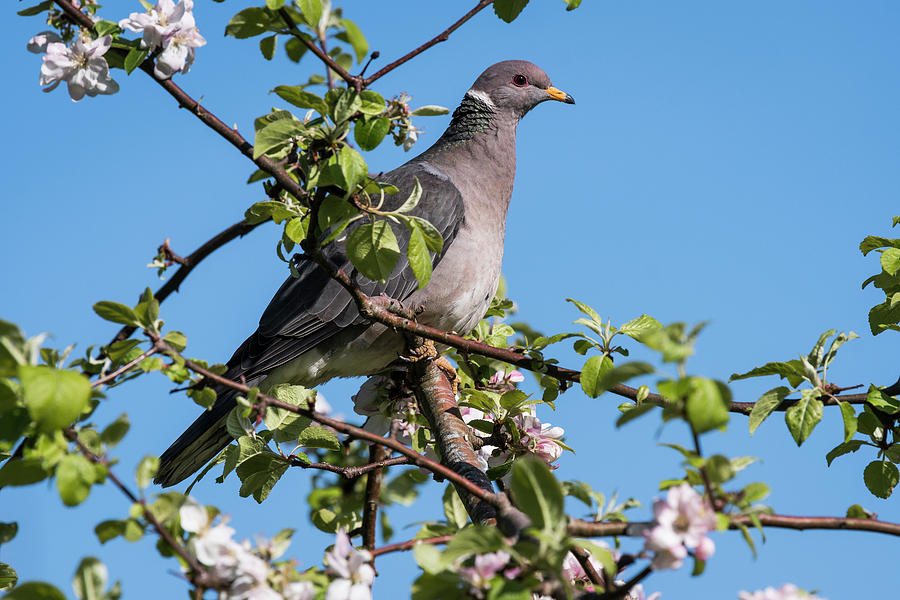 Band-tailed Pigeon in an Apple Tree Photograph by Robert Potts