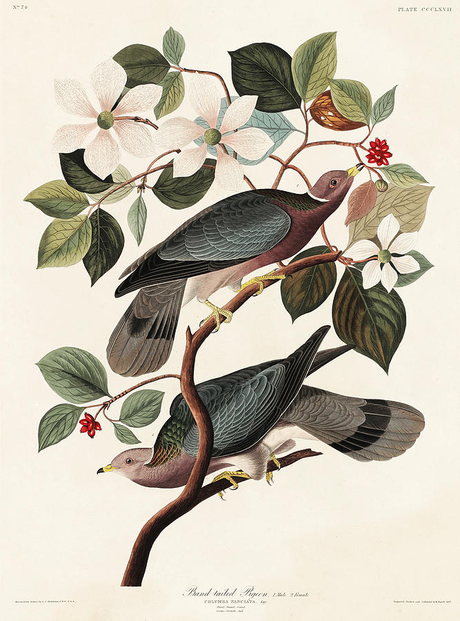 Band-Tailed Pigeon. John James Audubon Mixed Media by World Art Collective