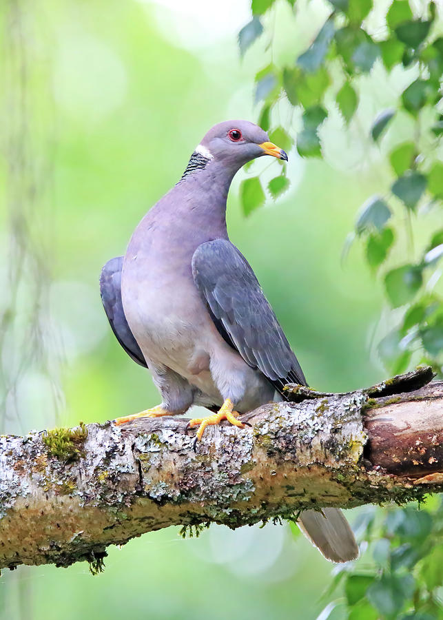 Band-tailed Pigeon Photograph by Shixing Wen