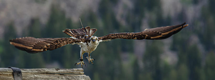Grand Teton National Park Photograph - Banded But Bold by Yeates Photography