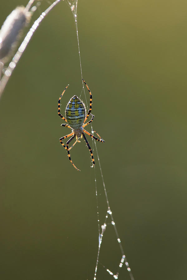 Banded Garden Spider Photograph by Mircea Costina Photography