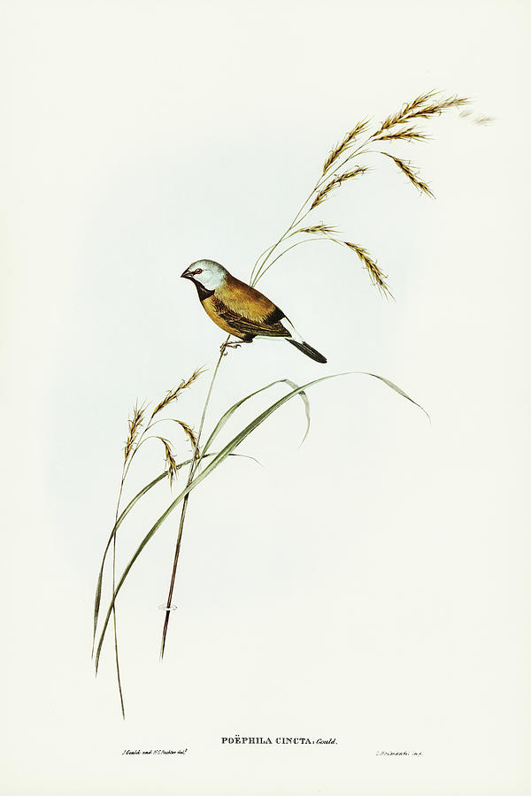 John Gould Drawing - Banded Grass Finch, Poephila cincta by John Gould