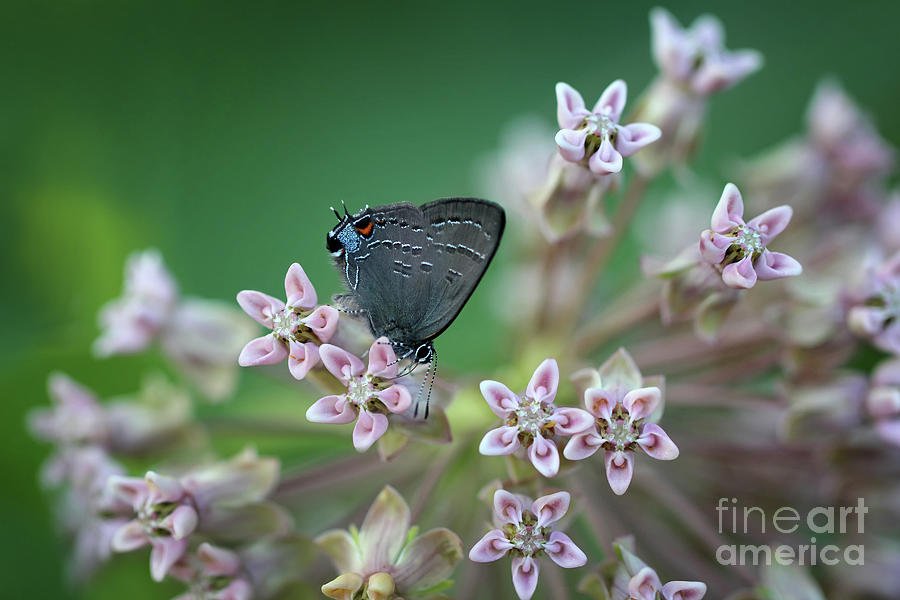 Butterfly Photograph - Banded Hairstreak Butterfly on Milkweed by Karen Adams