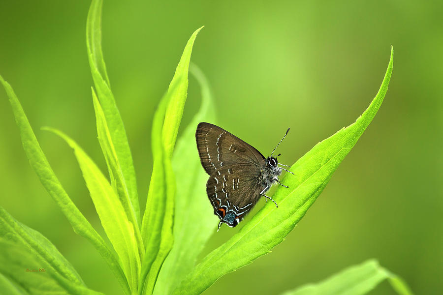 Banded Hairstreak Butterfly Resting On Green Leaf Photograph by Christina Rollo