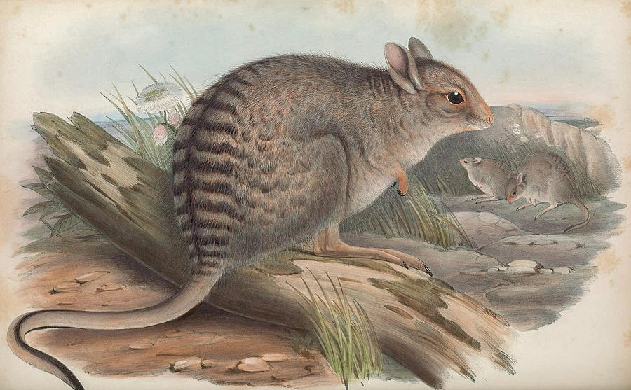 Banded Hare-Wallaby Drawing by John Gould