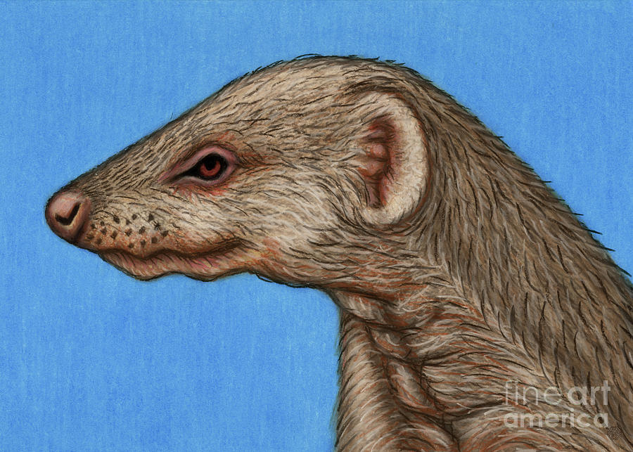 Banded Mongoose Painting by Amy E Fraser